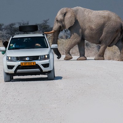etosha (1 of 1)